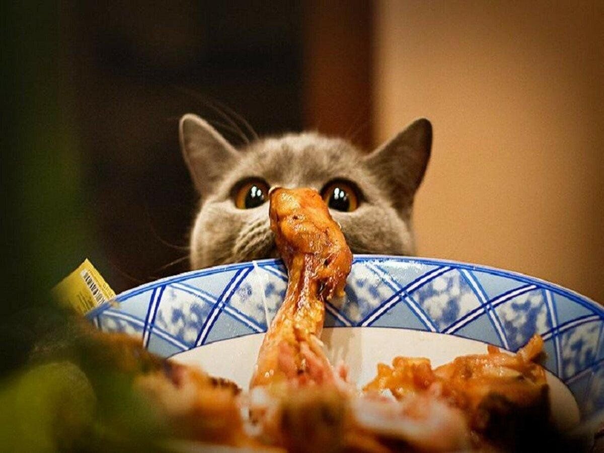 голодная кошка картинки