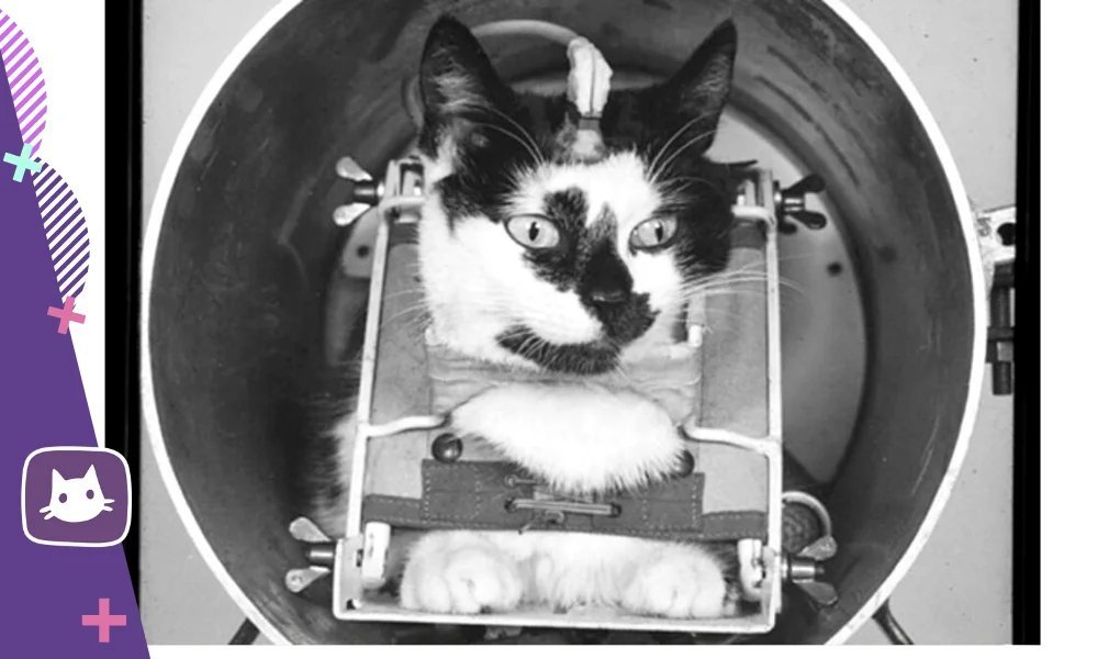 Кошка полетевшая в космос. Первая кошка в космосе Фелисетт. Кошка Фелисетта. Астро кошка Фелисетт.
