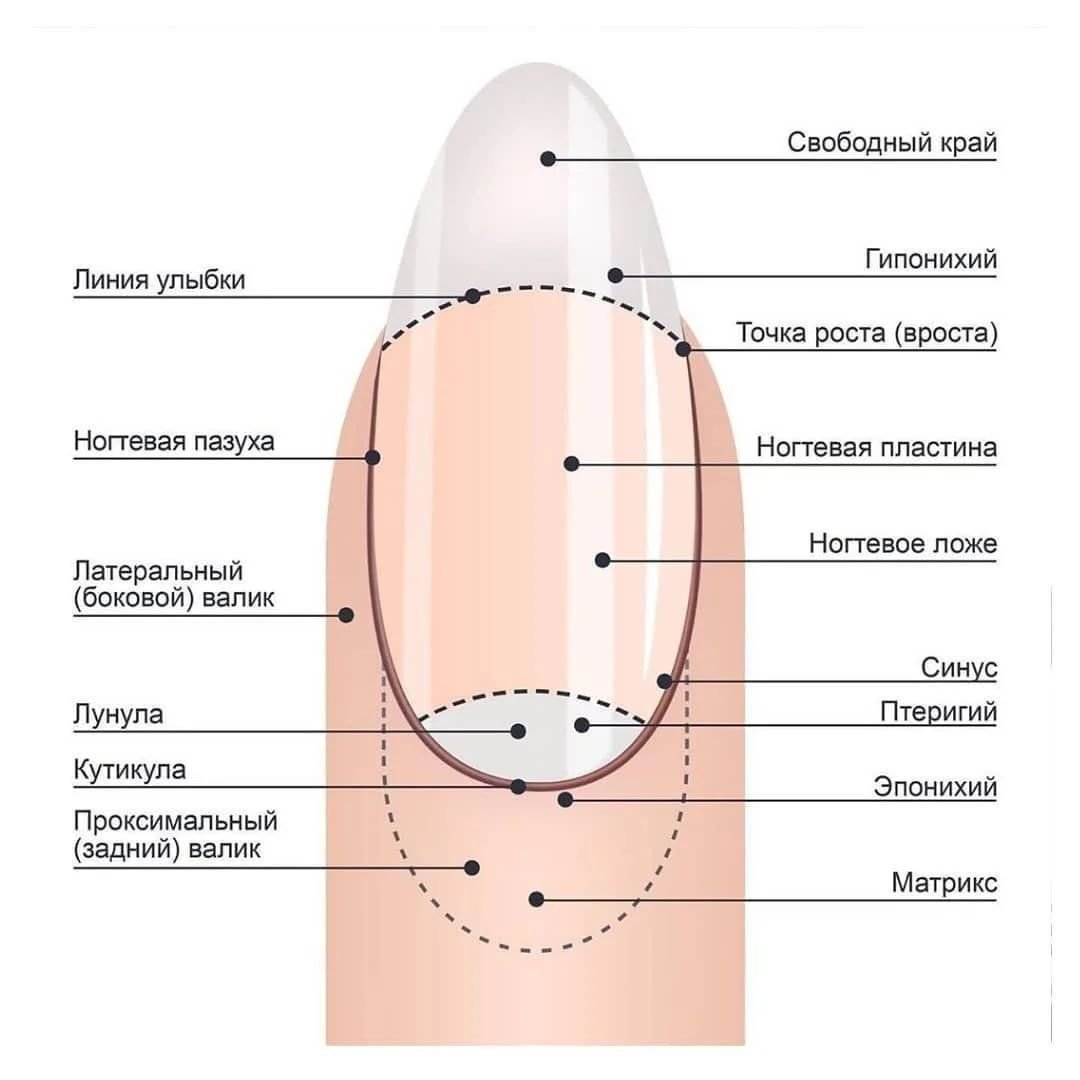 Строение ногтевой пластины Матрикс