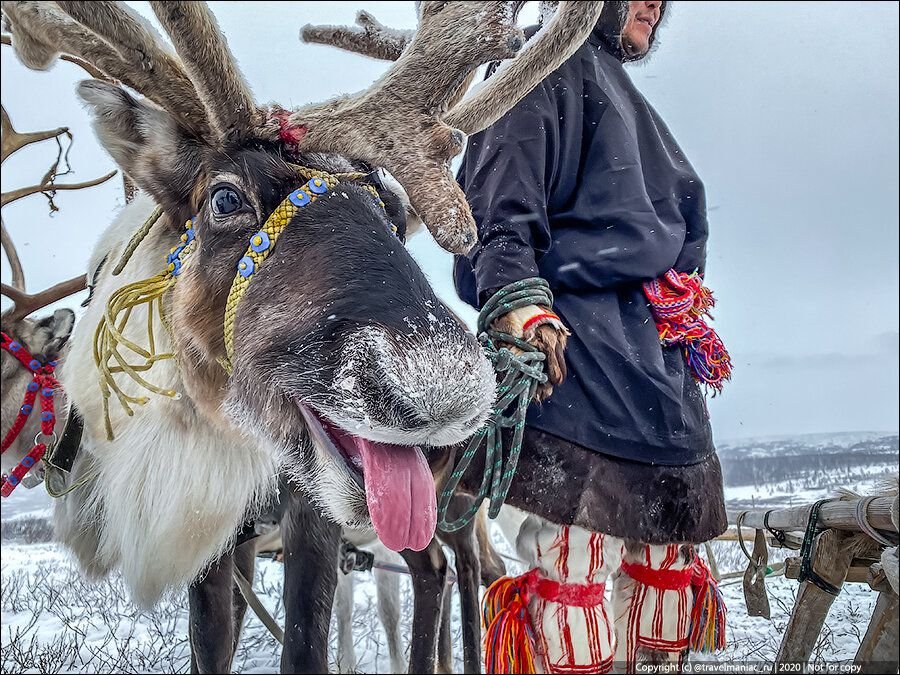 Фото северный олень новосибирск