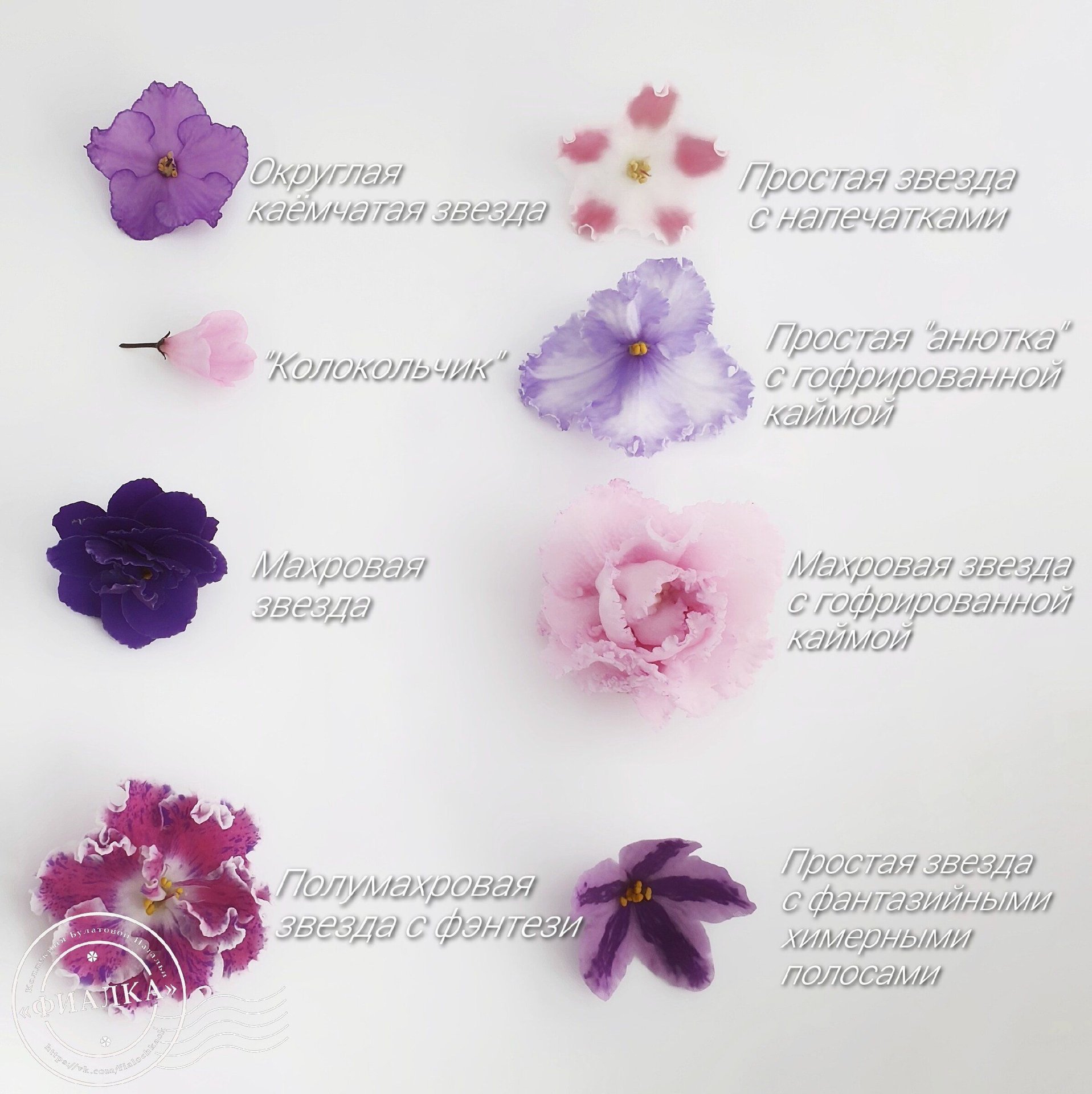 Типы цветков фиалки