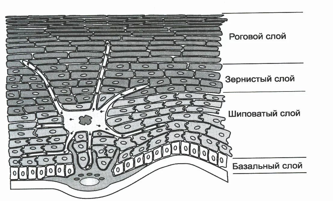 Структура слоев. Строение эпидермиса схема. Роговой слой эпидермиса схема. Эпидермис строение слоя. Строение эпидермиса кожи человека схема.