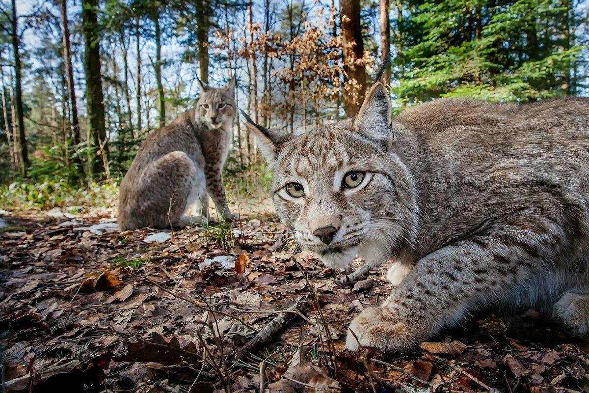 Висимский заповедник Рысь