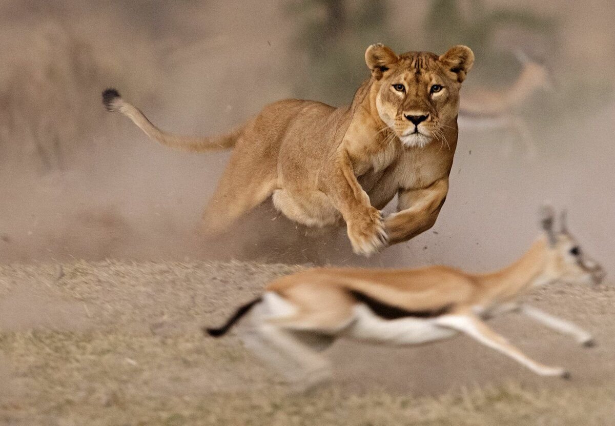 Lioness in the rain фото