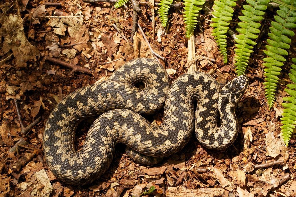 Ядовитая змея 6 букв. Обыкновенная гадюка. Малоазиатская гадюка. Vipera berus гадюка. Змея гадюка обыкновенная.