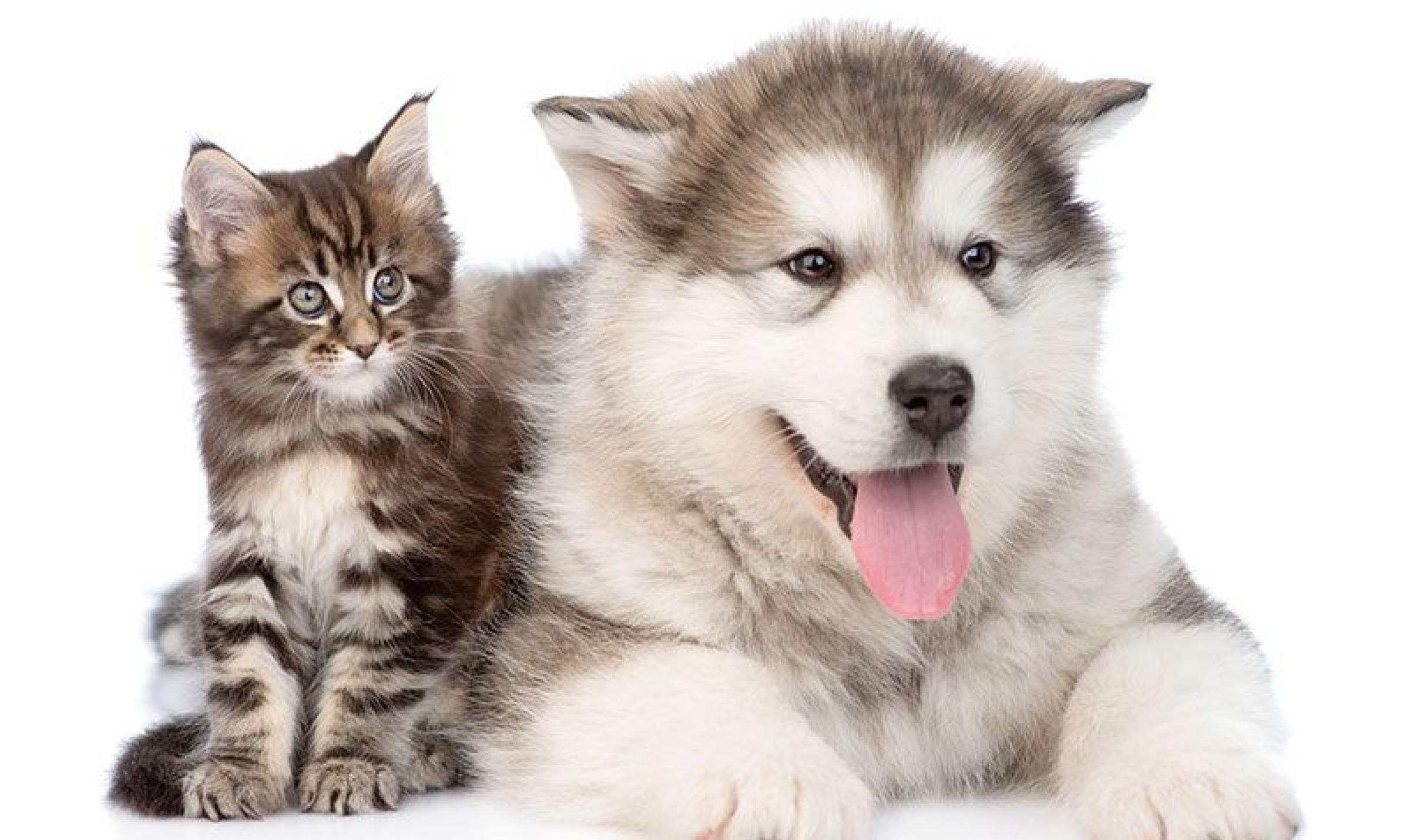 Маламут кошка