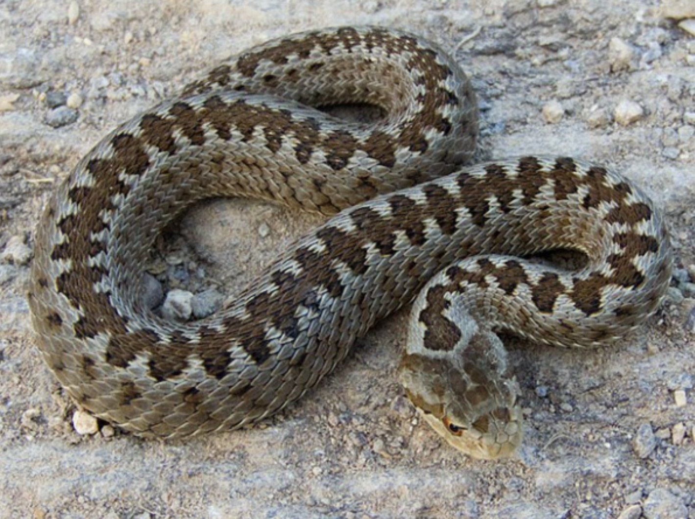 змеи в крыму виды фото и названия