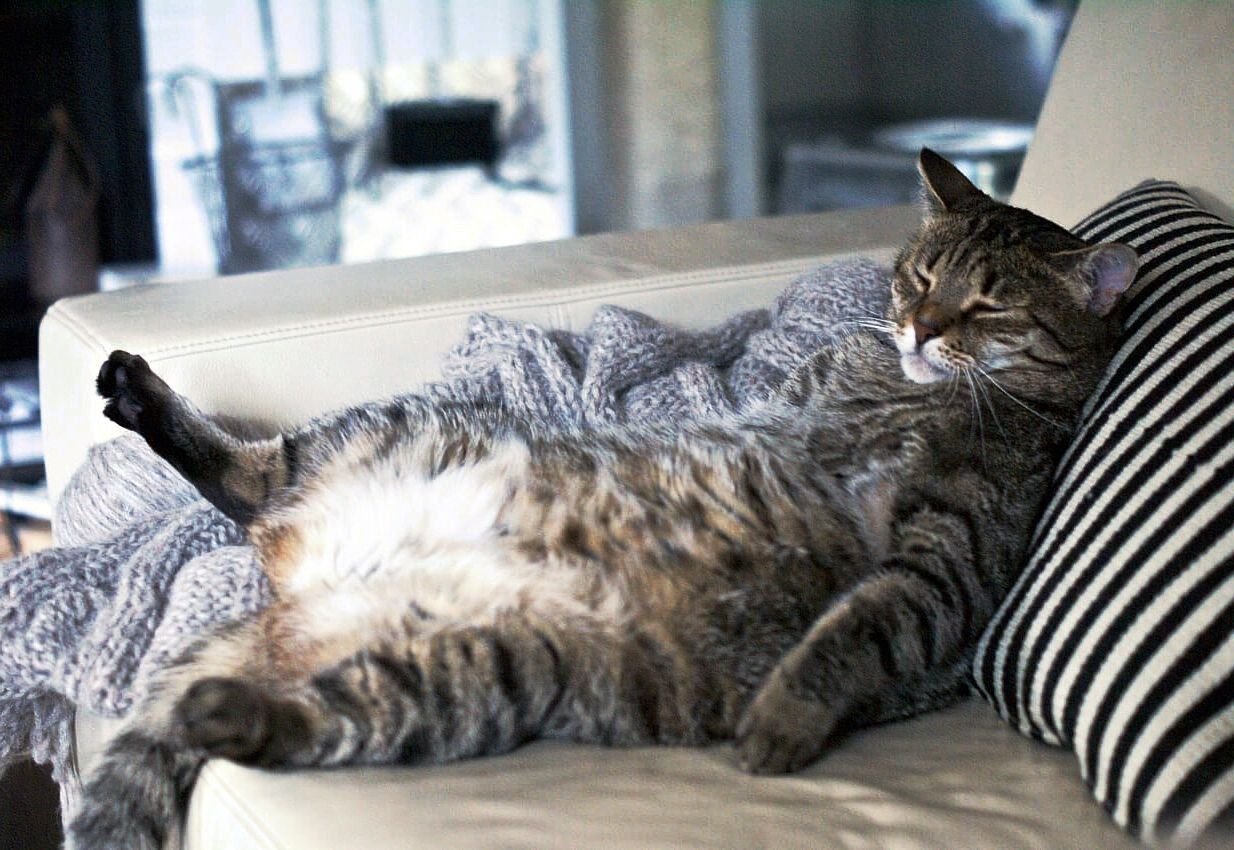Расслабленная кошка. Ленивый кот. Спящие коты. Толстый ленивый кот. Кот лежит на диване.