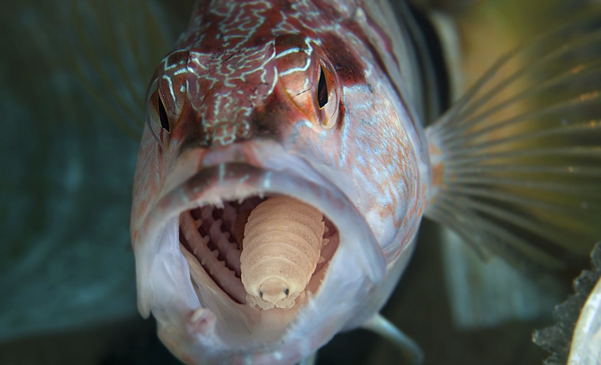 Рыбка бывший. Мокрица-паразит Cymothoa exigua.