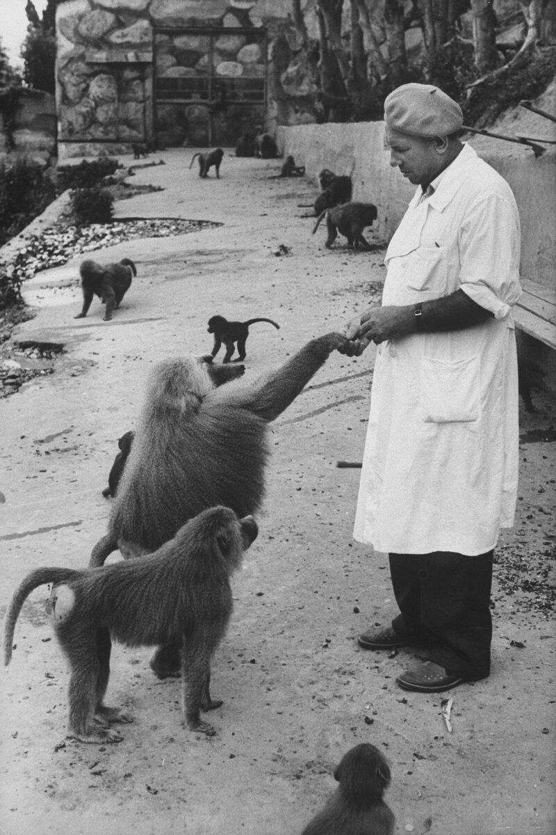 В 1927 году в Сухуми (Столица современной Абхазии) был создан исследовательский центр, где проводились по эксперименты с обезьянами. Там ученые разрабатывали вакцины и антибиотики. Источник изображения: spiegel.de