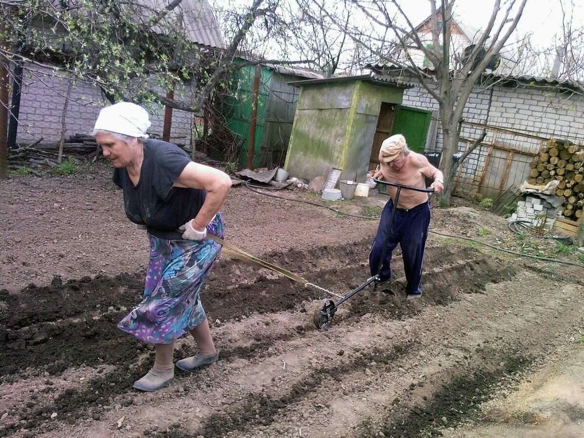 Труд на даче смешные картинки