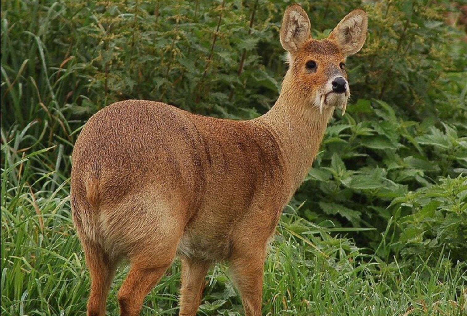 Какие животные водятся. Сибирская кабарга. Сахалинская кабарга Moschus moschiferus sachalinensis. Антилопа кабарга. Саблезубый олень кабарга.