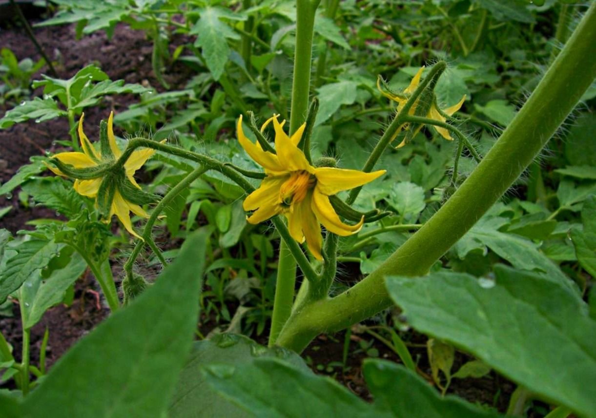 помидоры в теплице цветут. томат сорта кадет. цветок крупноплодного томата. схема удобрения помидор. время цветения томатов.