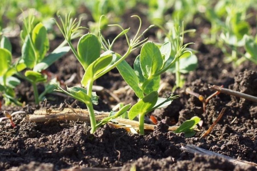 посев гороха. посев гороха. посев гороха. посев гороха. выращиваем горох.