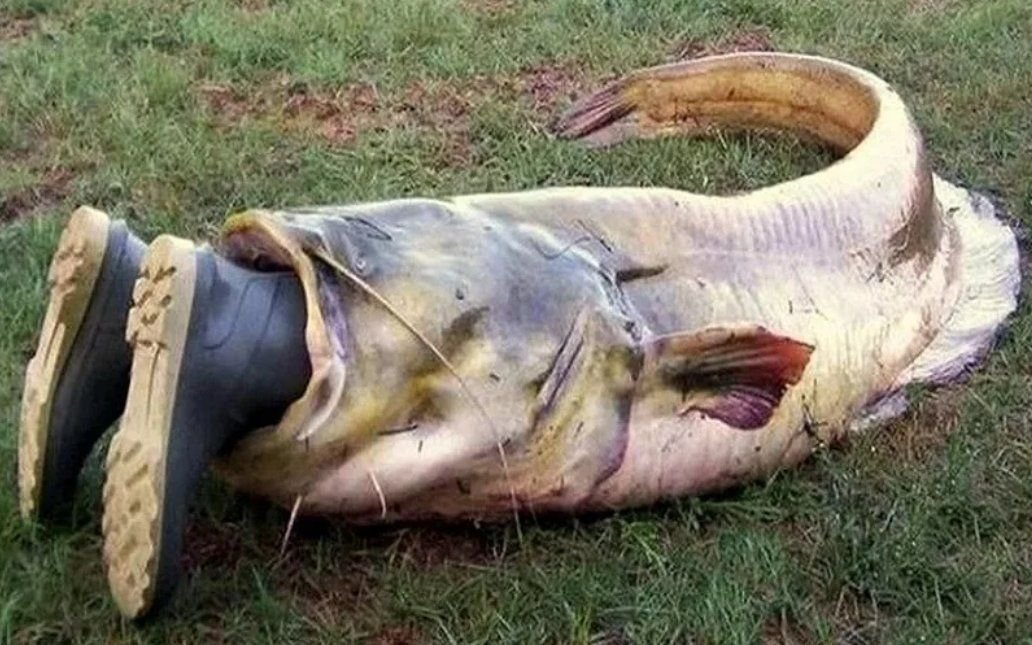 mutated fish from chernobyl