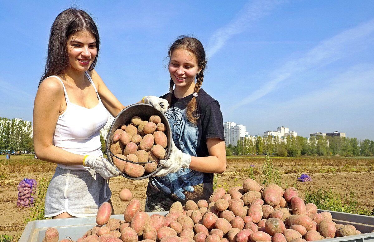 Стали собирать. Сбор картошки. Сбор урожая картошки. Огромный урожай картошки. Девушка с картошкой.