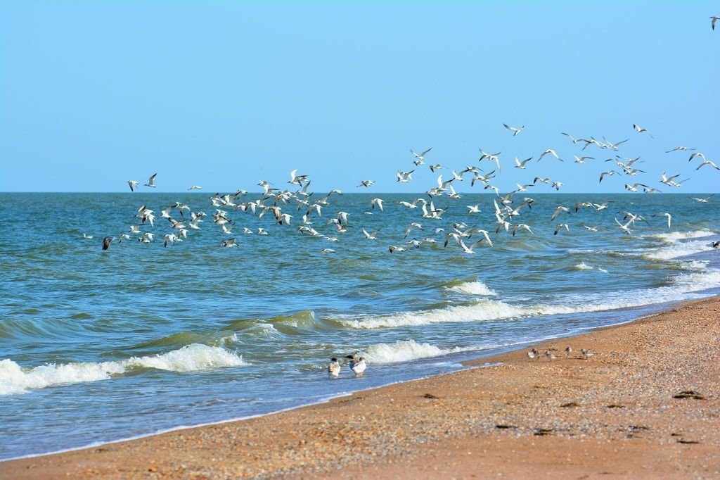 Фото берега каспийского моря в астрахани