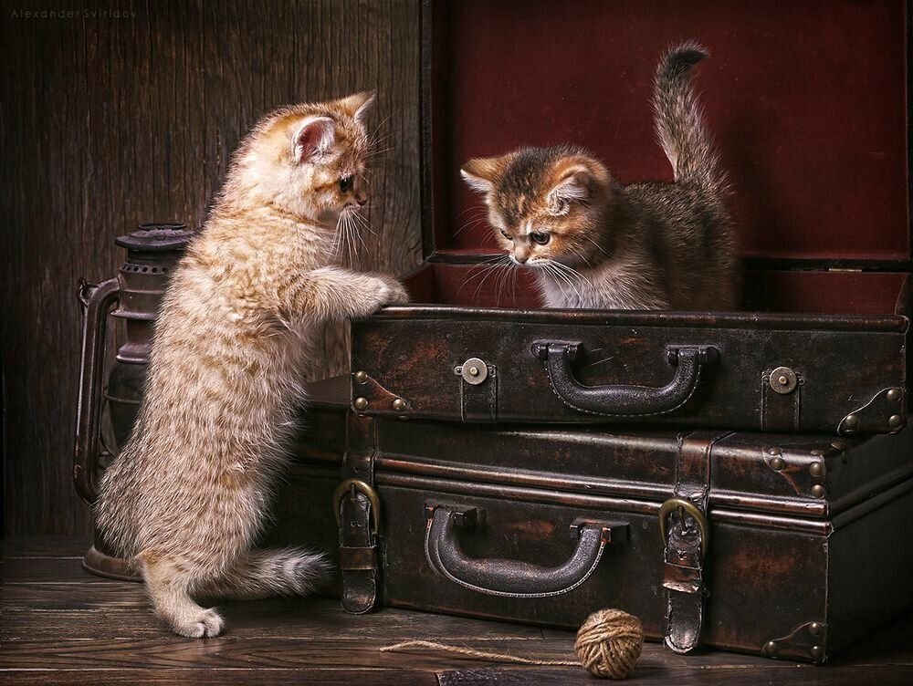 Кот и чемодан картинки
