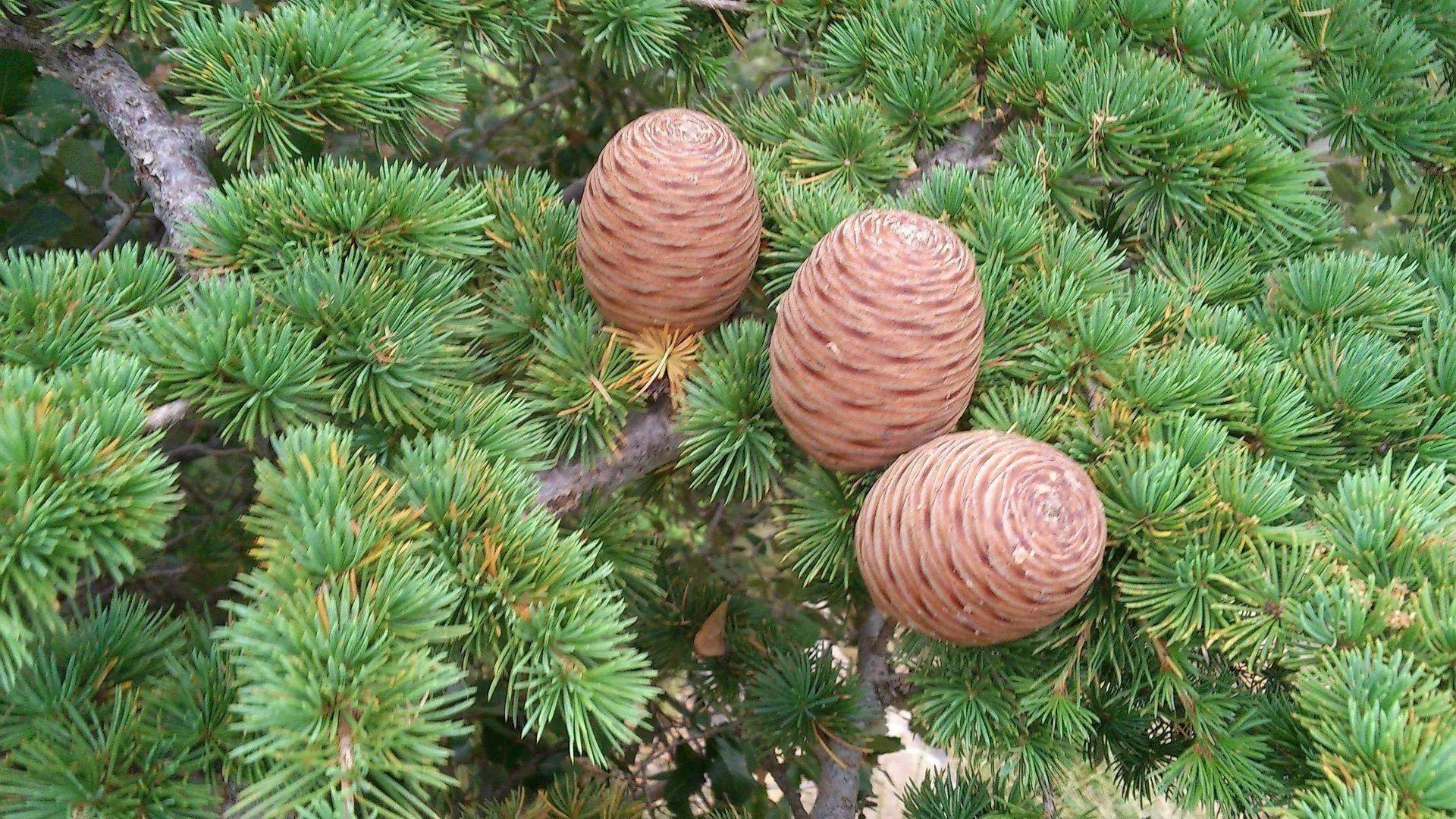 Cedrus libani шишка