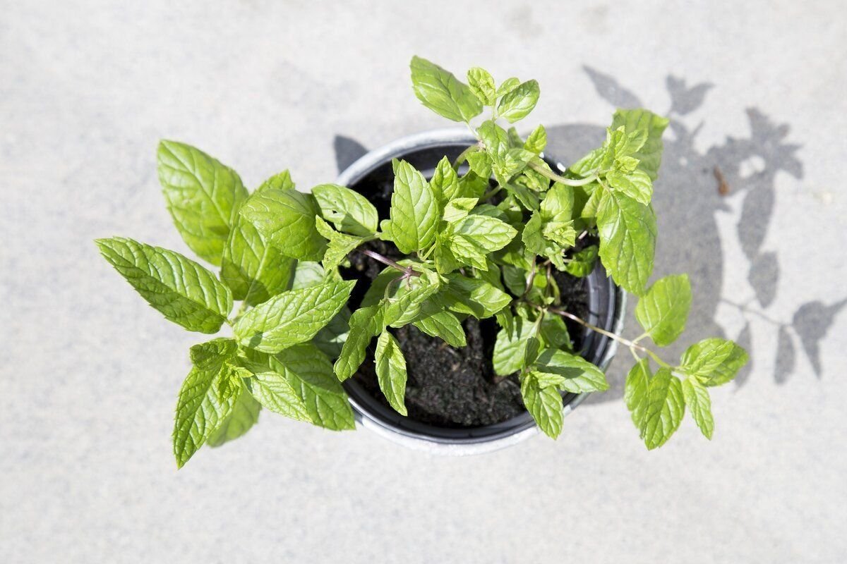 Basil Mint