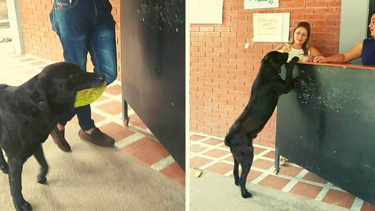 Вошедши на двор увидели там всяких собак. Собака Негро. Собака платит. Собака платит листьями. Собака расплатилась листочком.