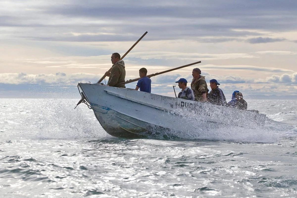 охота на морского зверя на чукотке. эскимосы зверобойный промысел. охота на морского зверя на чукотке. эскимосы чукотки. чукчи охотятся.