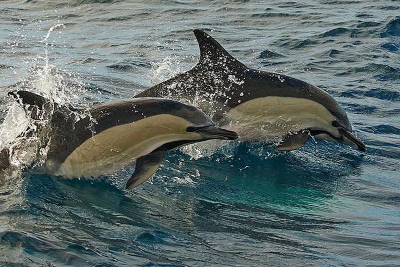 Виды дельфинов в черном море. Дельфин белобочка Афалина. Афалина белобочка и Азовка. Дельфины в чёрном море Афалина и белобочка. Дельфин белобочка Утриш.