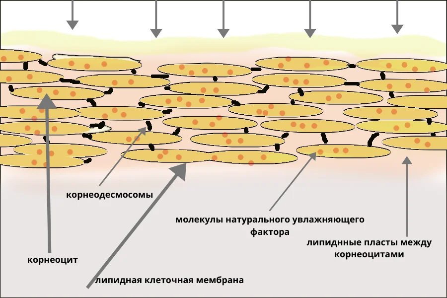 Послойное изображение. Корнеоциты кожи это. Эпидермис и корнеоциты. Корнеоциты роговой слой. Натуральный увлажняющий фактор эпидермиса.