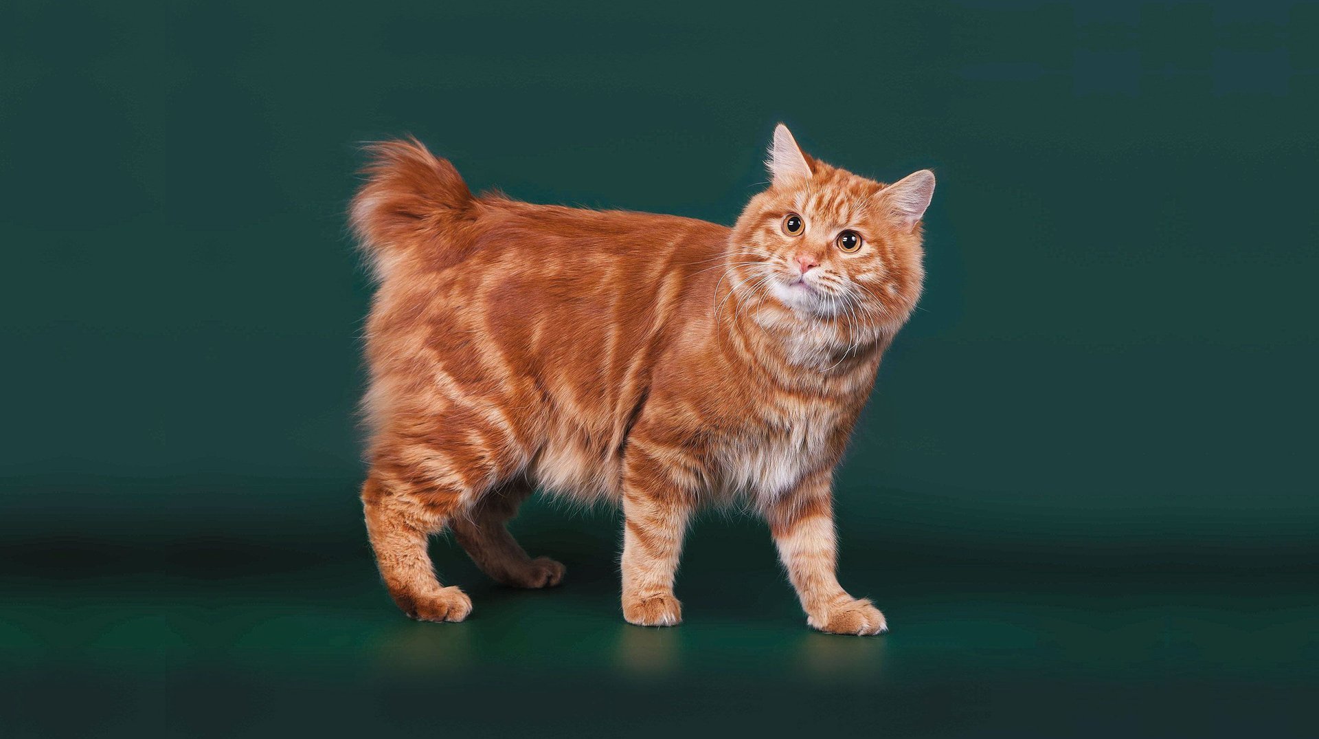 Порода кошек курильский бобтейл описание породы характер размеры фото