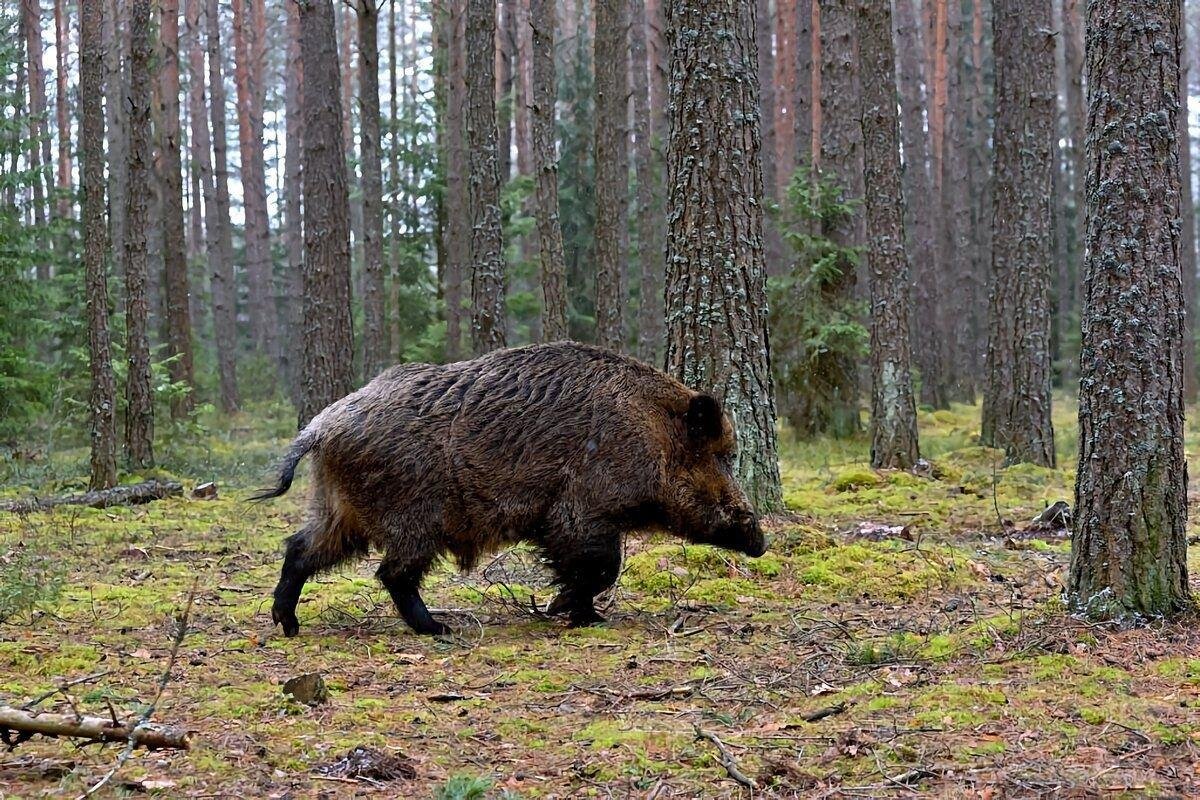 Фото кабана в хорошем качестве в лесу