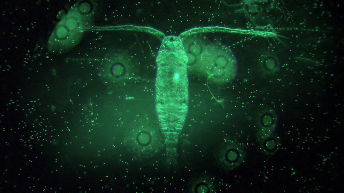 Водоросли и рак. Фитопланктон нанопланктон зоопланктон. Фитопланктон фотосинтез. Речной планктон. Фитопланктон в океане.