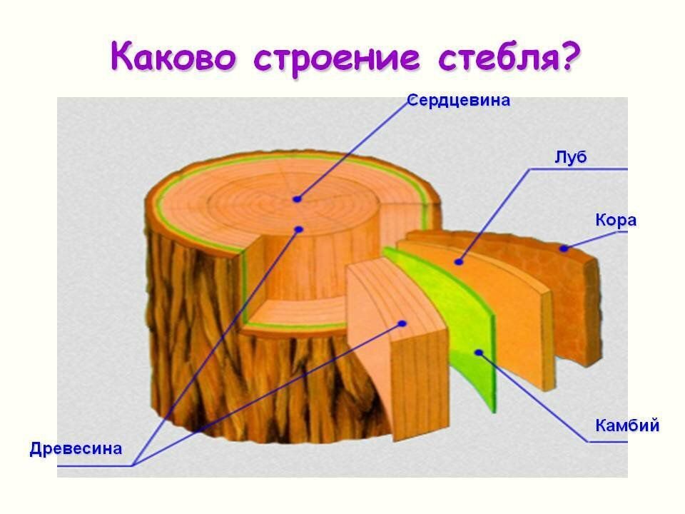 Схема ствола дерева