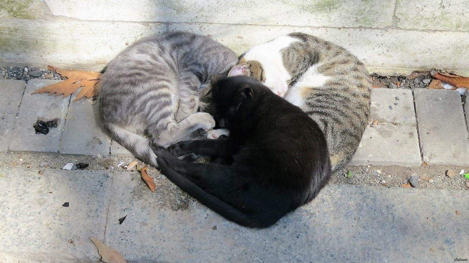 Коты лежат сердечком