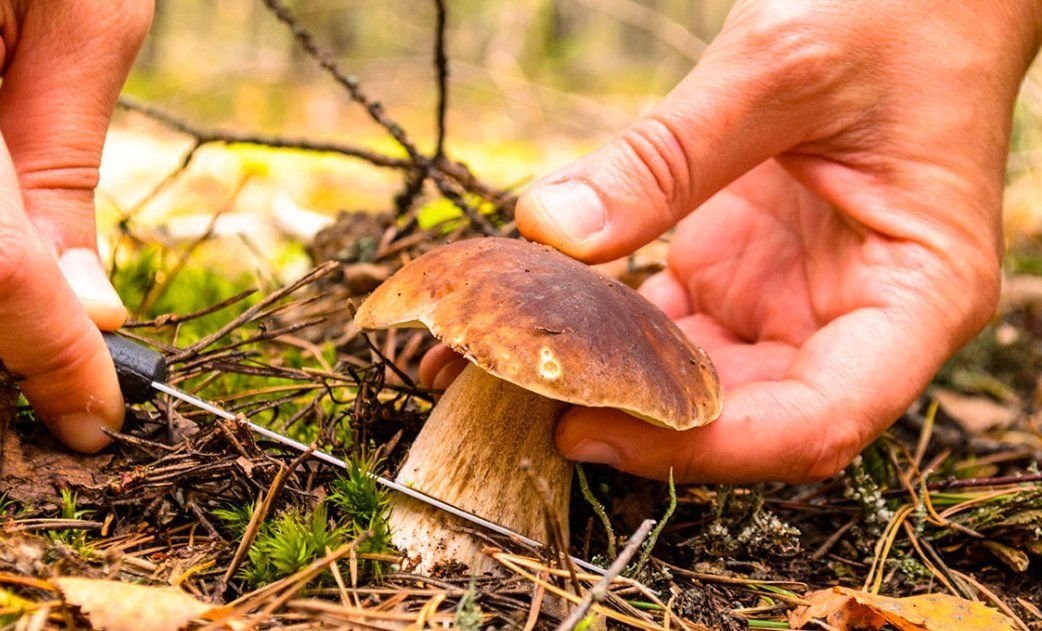 как правильно собирать грибы. срезает гриб. как правильно собирать грибы срезать. как собирать грибы. как правильно собирать грибы срезать.