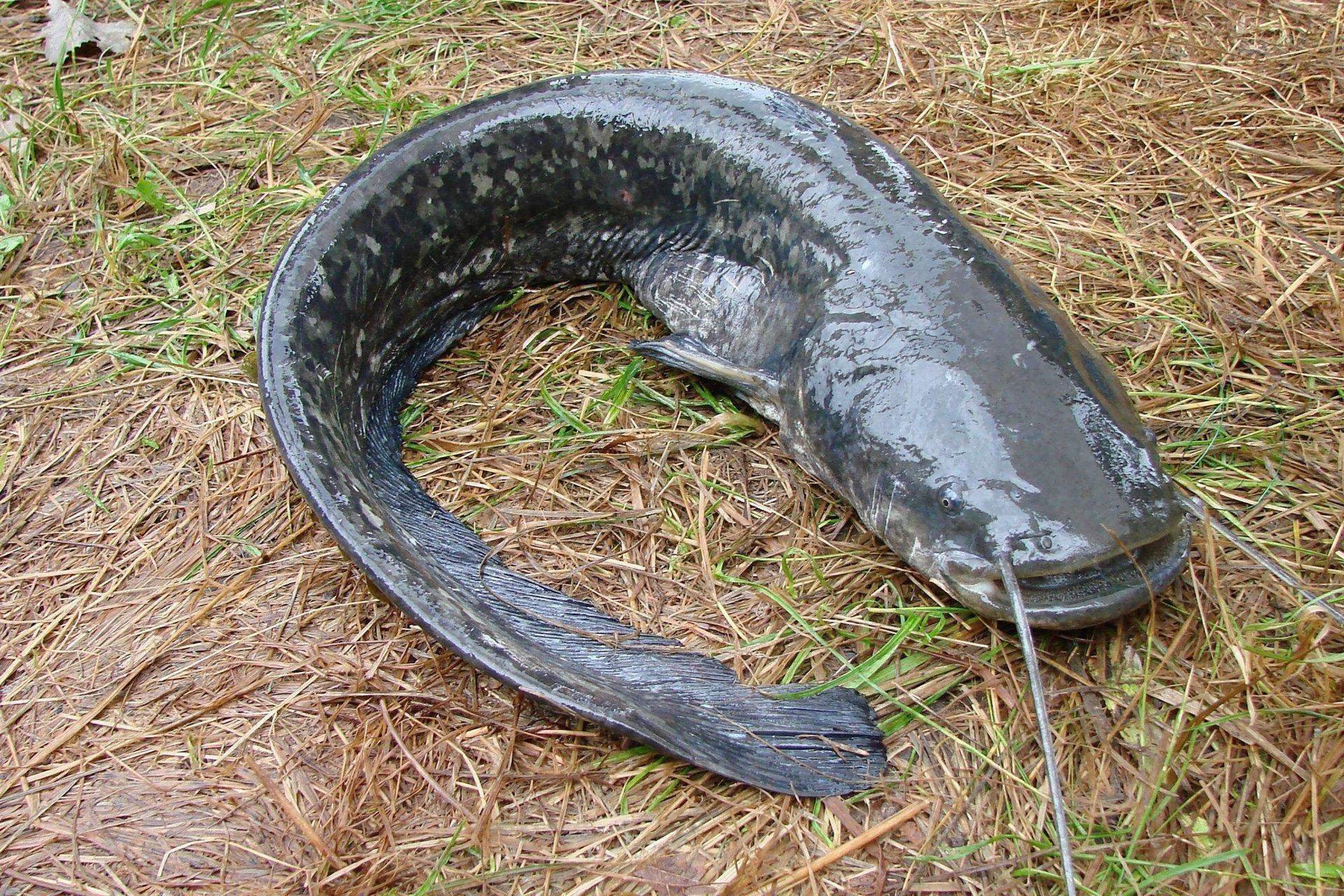 Карп угорь налим сом. Silurus GLANIS рыба. Рыба сомик Речной. Сибирский сом. Сом Озерный.