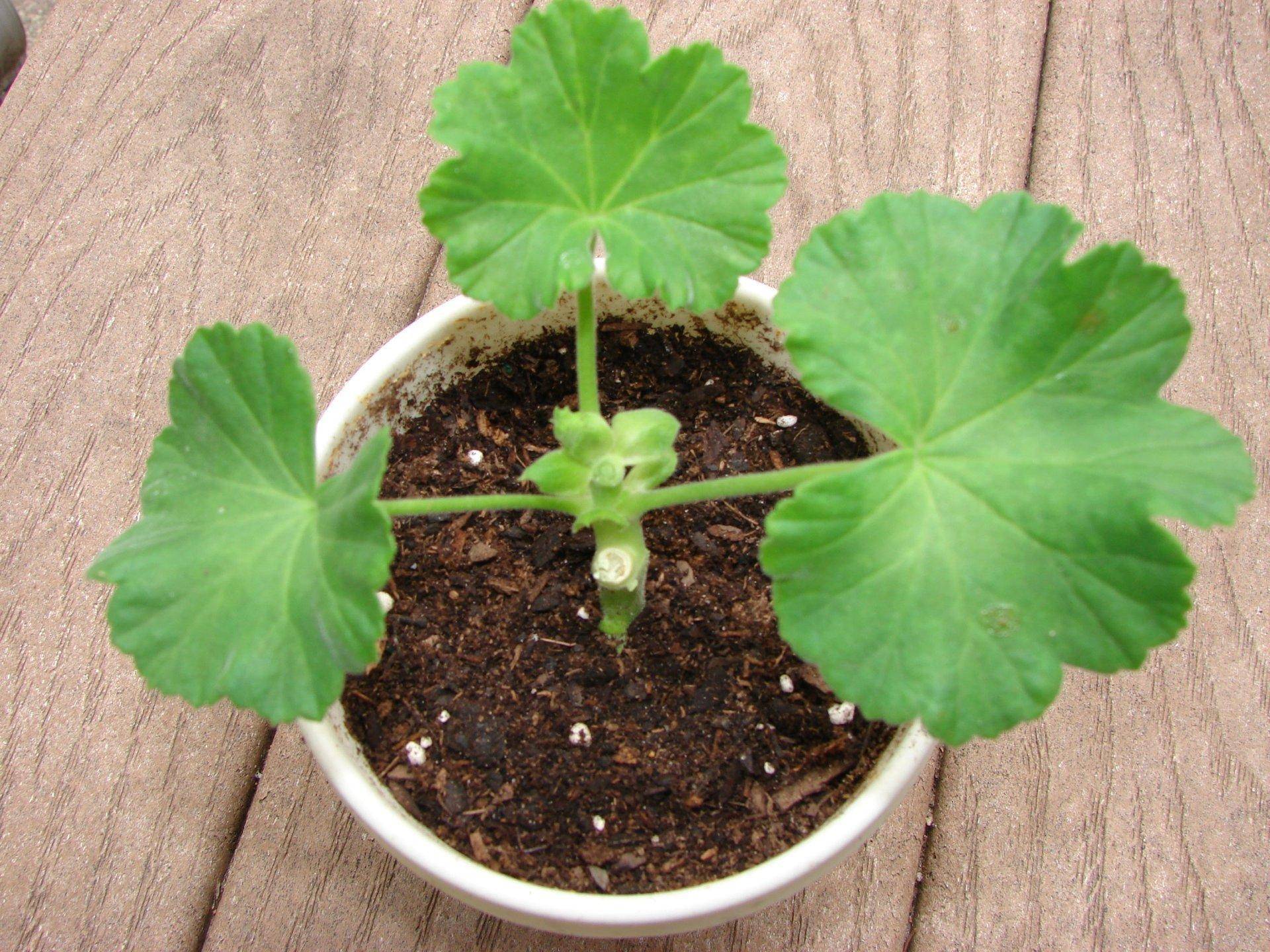 пеларгония survivor idols orange. ес лампионе пеларгония. герань без. пеларгония герань комнатная. Pac stefanie пеларгония.