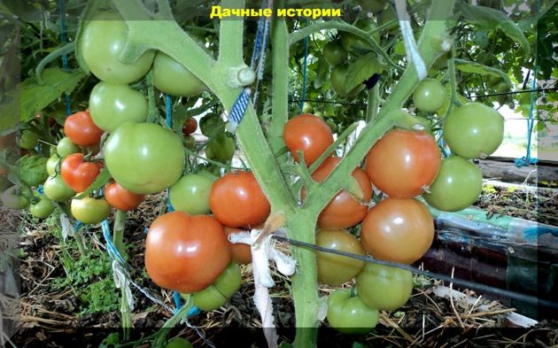 Август: комплексная подкормка томатов в августе для дачников выходного дня
