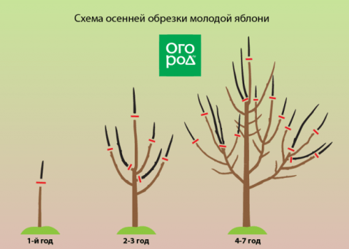 Обрезка молодой яблони весной для начинающих в картинках