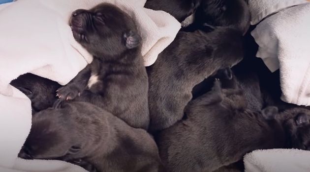Через 3 дня после спасения Блю родила 13 щенков