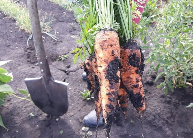 Что нужно сделать с морковью в августе, чтобы собрать урожай крупных, сочных и сладких корнеплодов