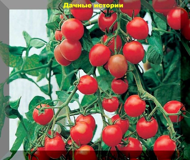 Высадить рассаду помидоров и не наделать ошибок: полезные подсказки как избавить рассаду от стресса при высадке