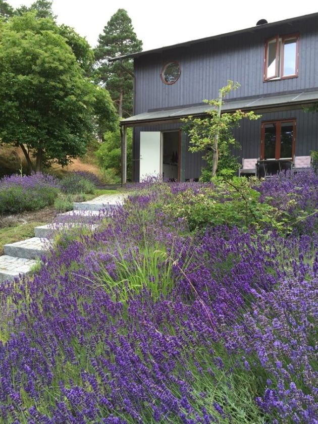 10 фишек для создания сада в скандинавском стиле, который не потребует много ухода