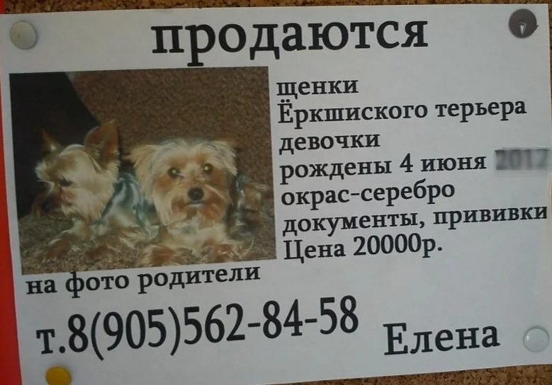 Объявление о продаже собаки образец