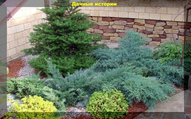 Хвойные растения на дачном участке: три проверенных покупных удобрения для роста, развития и сохранения декоративности
