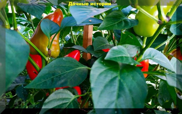 Перцы в середине лета: частые вопросы, которые возникают у начинающих огородников при выращивании перцев