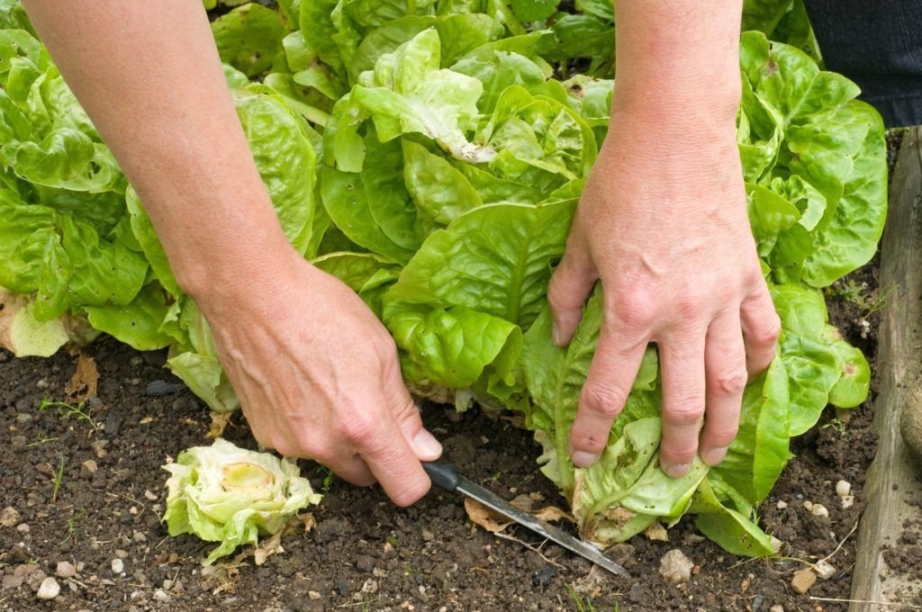 Когда можно сажать салат. Латук на грядке. Салат листовой на грядке. Листья салата в огороде. Салат растет на грядке.