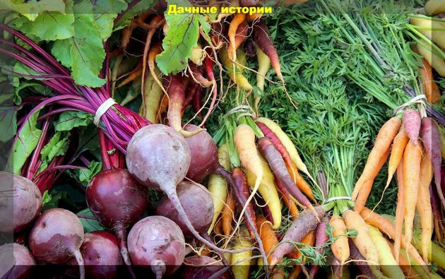 Уход за морковью и свеклой в июле: важные советы для сочного и обильного урожая