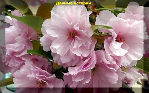 Майская цветущая красота: тонкости выращивания уральской сакуры