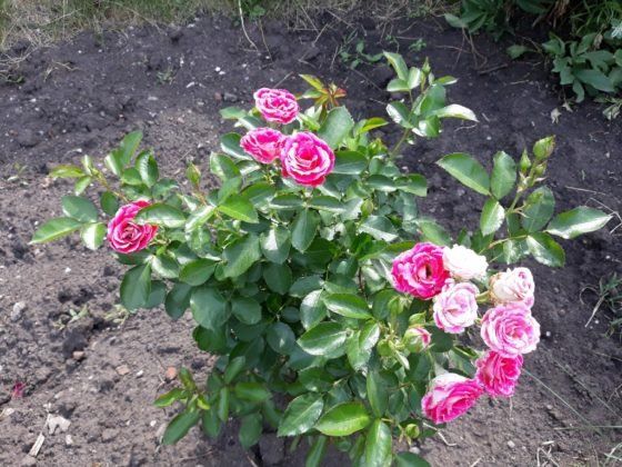 Забудьте о тле на розах и кустарниках: рабочий метод борьбы без химии!