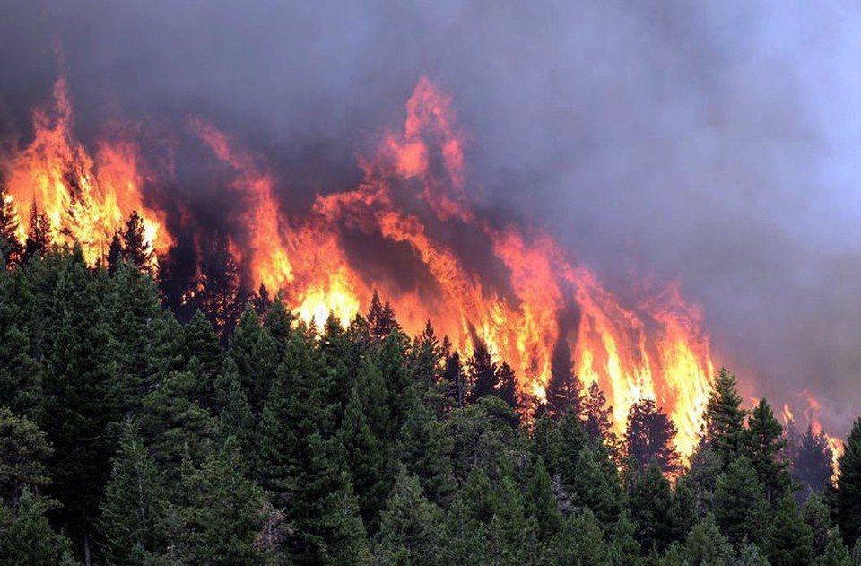 лесные пожары новости сегодня